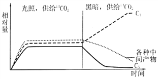 【题目】 光合作用的暗反应阶段主要包括:C 5 和CO 2 结合生成C 5 ，C 3 经一系列变化生成糖类和C 5 。为确定光合_百度教育