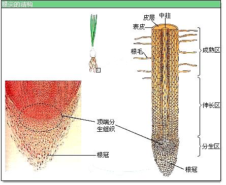 根尖的成熟区是植物吸收水分的主要部位，其主要原因是（ ）A. 成熟区位于根尖的顶端B. 成熟区的细胞体积很小C. 成熟区有大量的根毛D. 成熟 ...