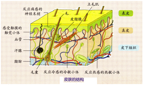 皮肤由外到内可分为表皮、真皮和皮下组织三层。在人的皮肤结构中，四大基本组织是怎样分布的？1.表皮位于皮肤的外表，细胞排列紧密。表皮主要起到保护 ...
