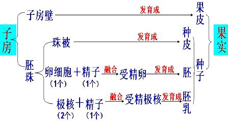 发育成胚的结构是（ ） A. 卵细胞 B. 珠孔 C. 受精卵 D. 胚珠_百度教育