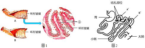 17．小肠是人体吸收营养物质的主要器官。（1）食物中的营养物质被消化后，经过小肠内表面的上皮细胞进入 血液 的过程叫做吸收。（2）小肠内表面有 ...