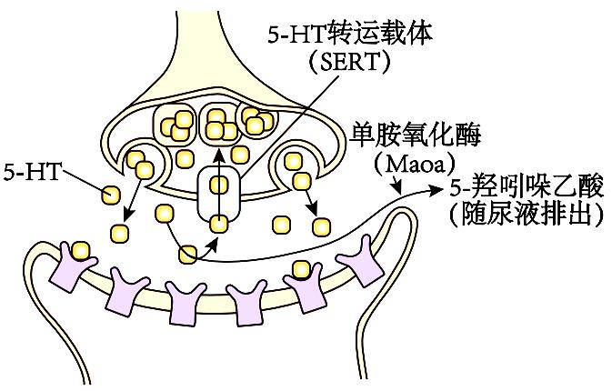 目前临床使用的抗抑郁药作用机制大多与单胺类神经递质5-羟色胺(5-HT)、去甲肾上腺素和多巴胺等学说有关。单胺氧化酶抑制剂(MAOID)和选择 ...